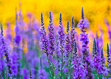 SNK社长离任担任顾问 或因《饿狼传说》表现不佳