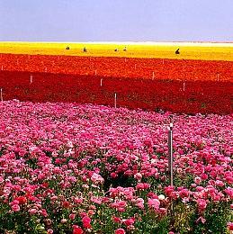 还有新更新？ 《赛博朋克2077》switch2版地图惊现新图标